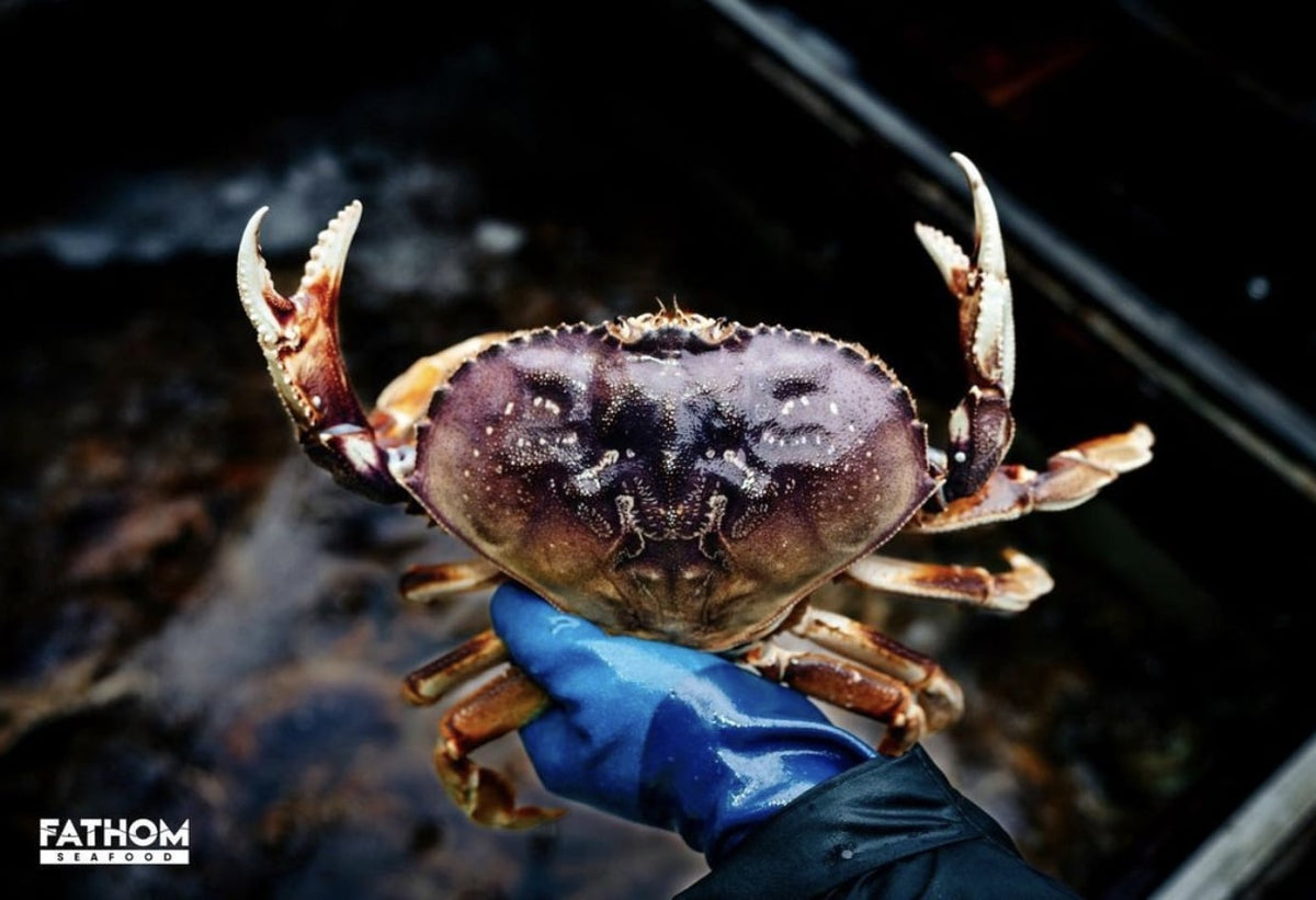 How to Tell if Crab Has Gone Bad – Fathom Seafood