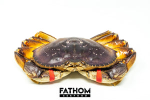 
                  
                    Load image into Gallery viewer, Fresh Dungeness Crab For Sale
                  
                