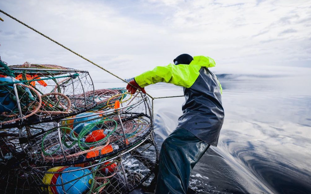 crab net fishing Portable & Basket - Foldable Trap proof polyethylene netting is extremely effective in preventing the escape of your catch Fishing gear and methods