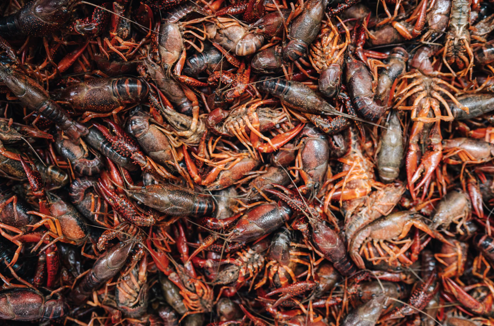 Fun Facts About Cajun Seafood History