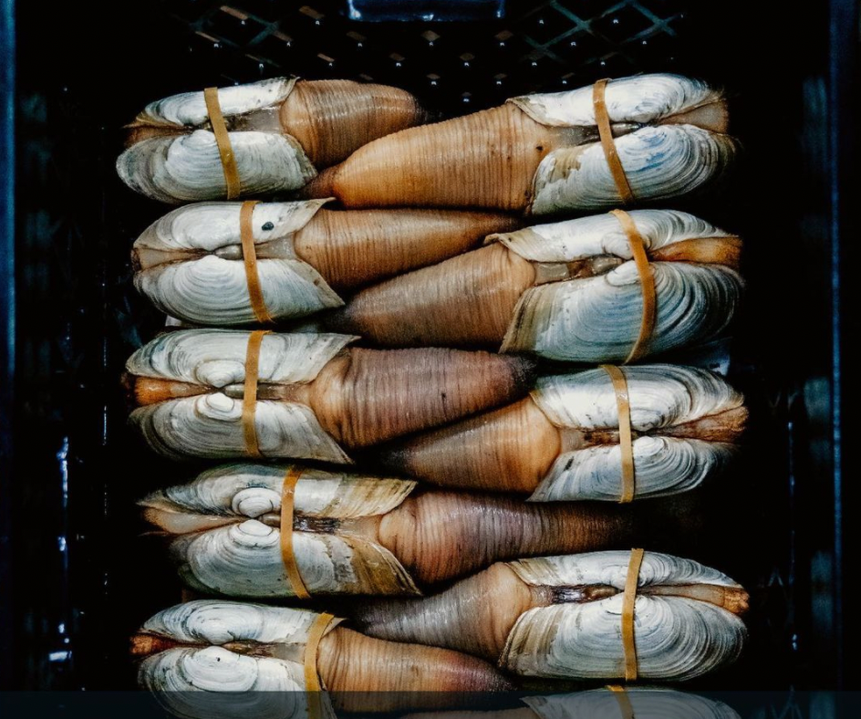 Comparing Geoduck and the Horse Clam