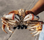 What is the World’s Largest Crab?