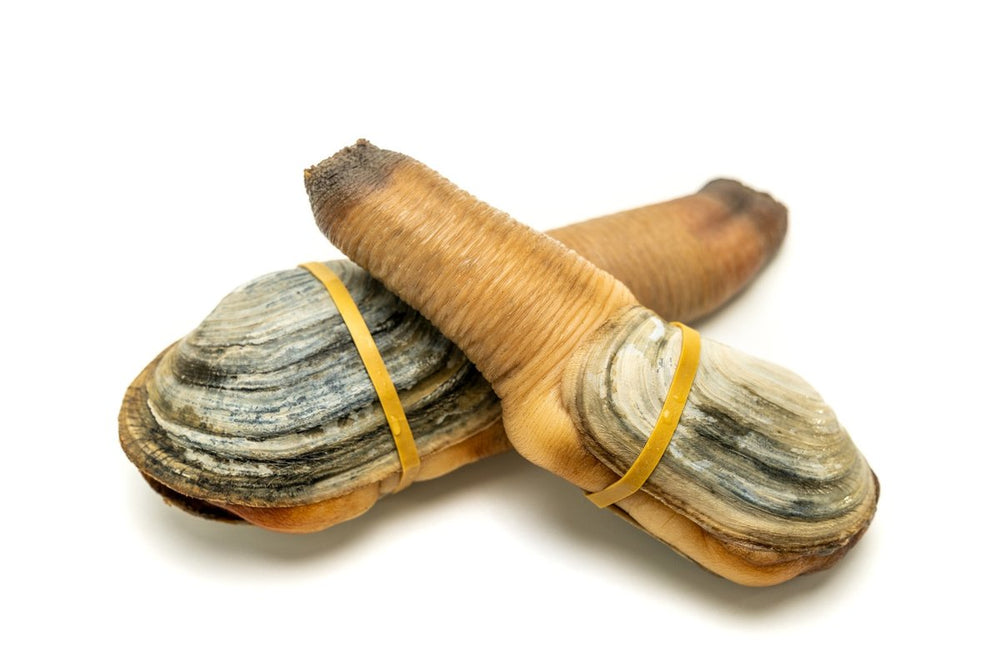 Geoduck Without Shell Geoduck Clam FAQ's | Fathom Seafood