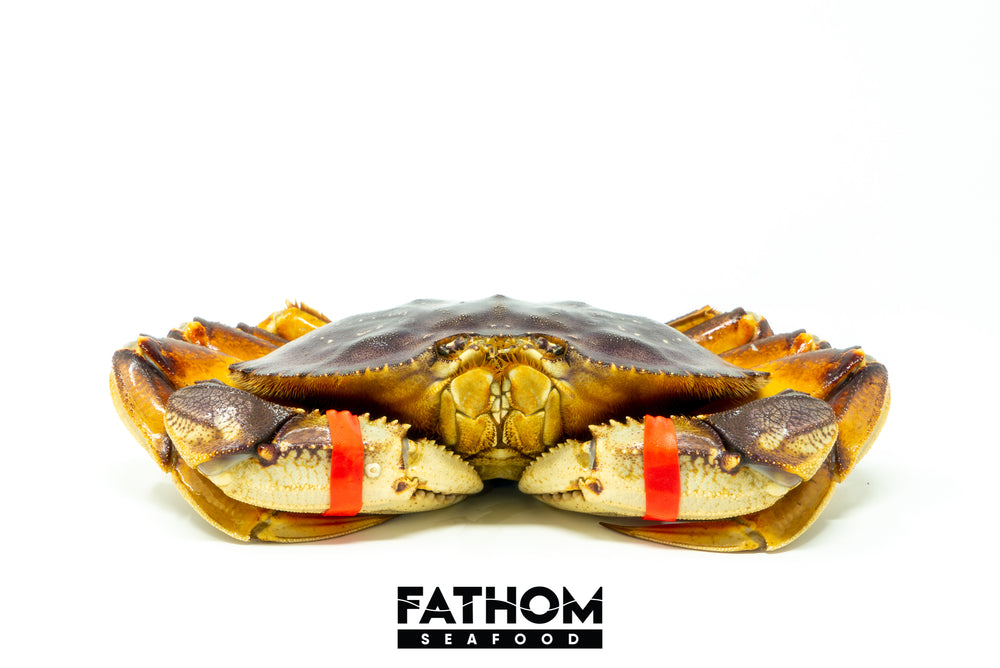 
                  
                    Load image into Gallery viewer, Buy Live Dungeness Crab
                  
                