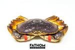 Fresh Dungeness Crab For Sale