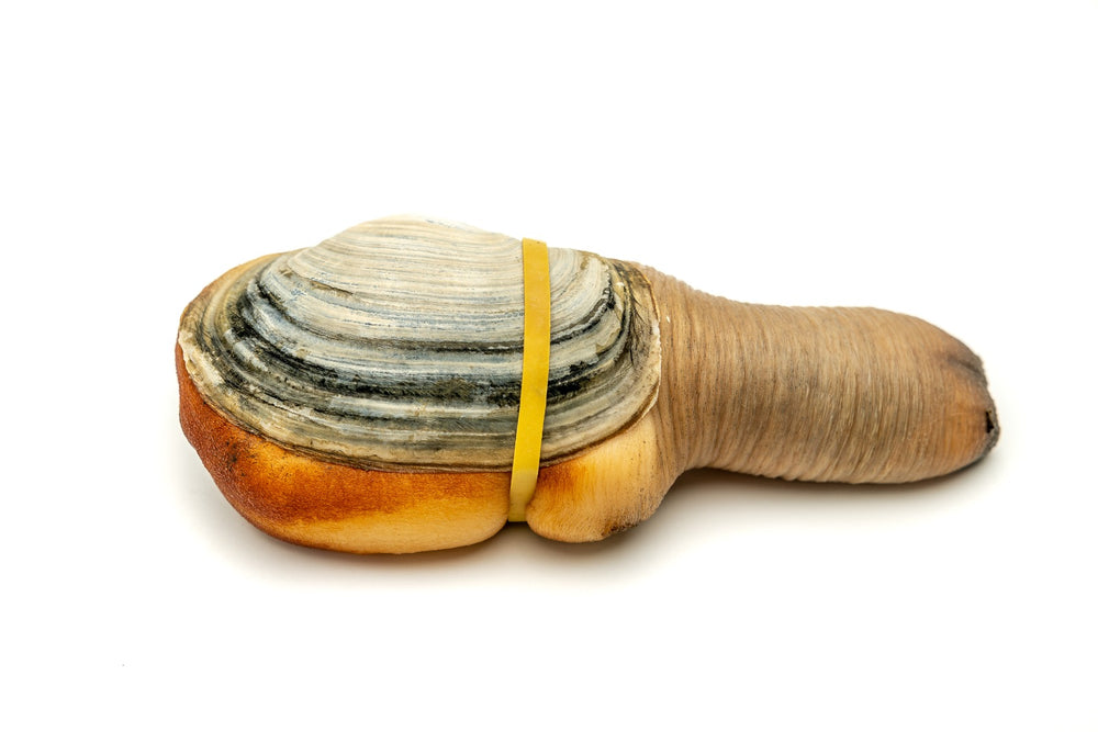 
                  
                    Load image into Gallery viewer, Live Geoduck Pacific
                  
                