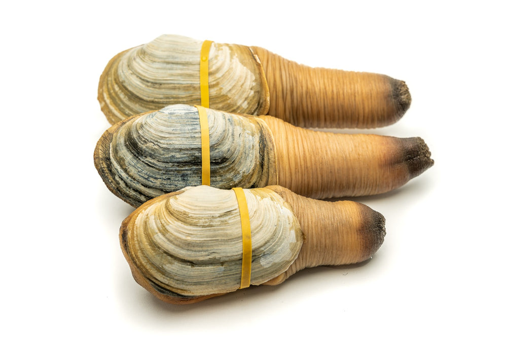 Geoduck Without Shell Buy Pacific Northwest Live Geoduck Clam | Fathom Seafood