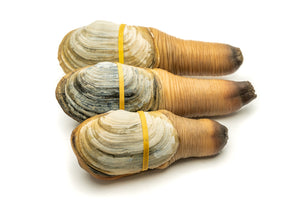 
                  
                    Load image into Gallery viewer, Pacific Northwest Live Geoduck
                  
                