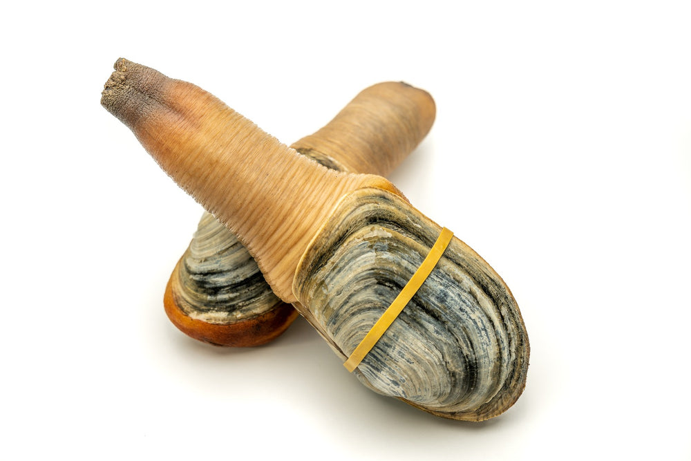 
                  
                    Load image into Gallery viewer, Buy Live Geoduck
                  
                