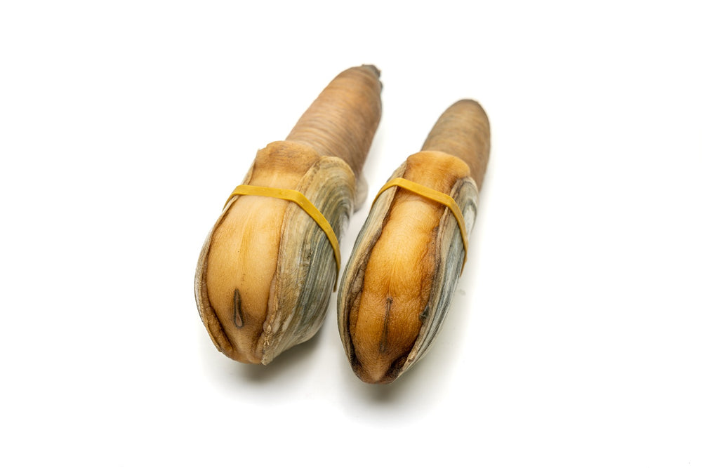 Geoduck Without Shell Buy Pacific Northwest Live Geoduck Clam | Fathom Seafood