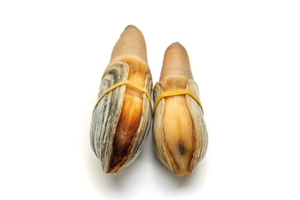 Buy Pacific Northwest Live Geoduck Clam Fathom Seafood